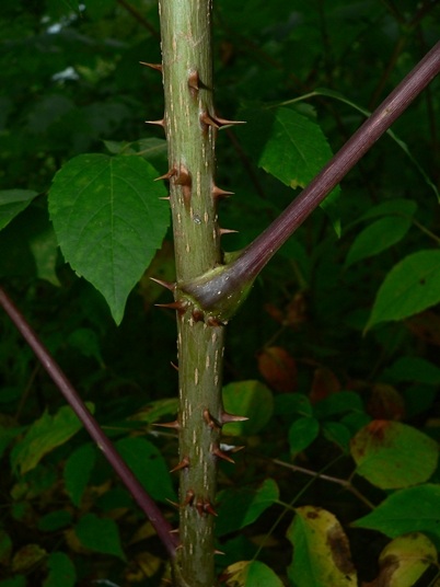 {Aralia spinosa}